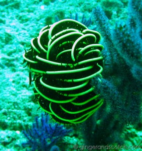 crinoid