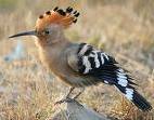 hoopoe