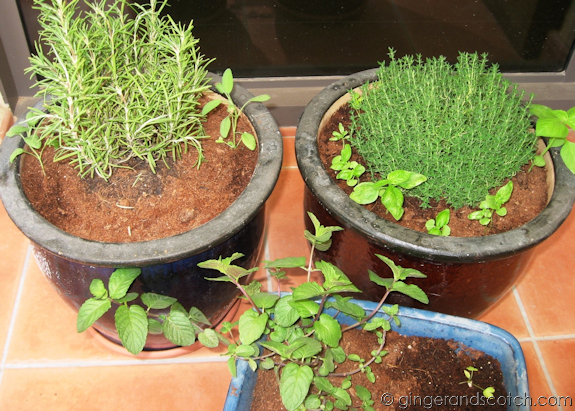 Post image for My Garden