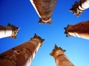 Jordan - Jerash