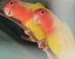 Love Birds