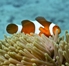 Thumbnail image for Scuba Diving Thailand – Phuket and Koh Lanta