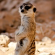 al ain zoo - meerkat