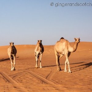 Camels in the Desert