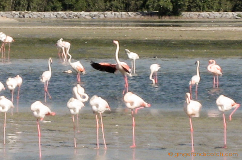 Flamingos at Ras Al Khor Wildlife Santuary