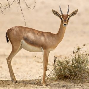 Arabian Gazelle