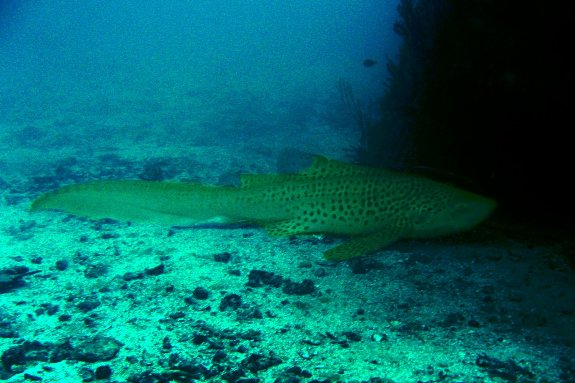 leopard shark