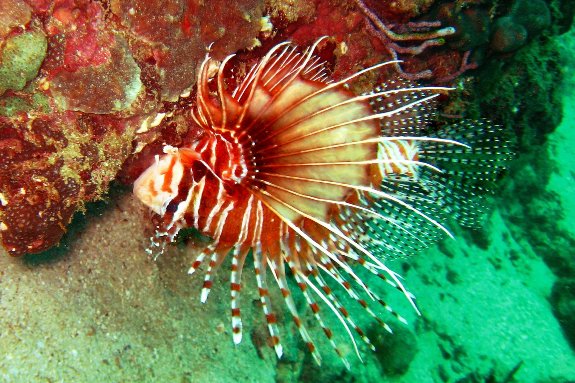 lionfish