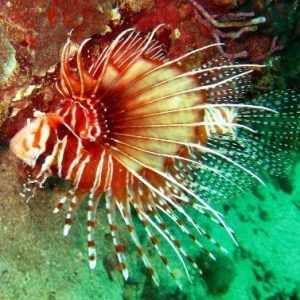 lionfish in musandam