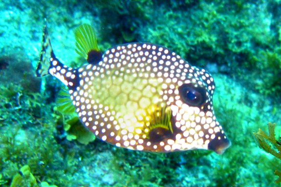smooth trunkfish
