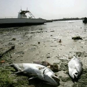 dead fish in Dubai