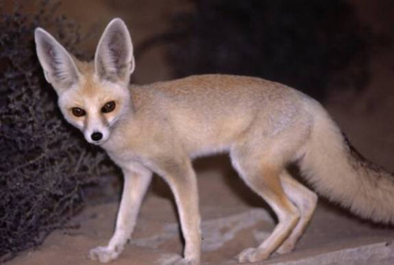 fox
