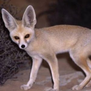 Ruppell’s Fox