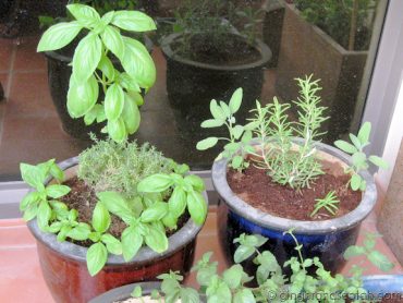 Garden Update – May 2008
