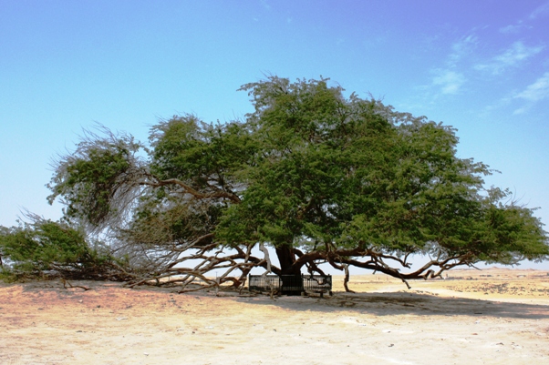 Bahrain Tree of Life Bahrain Tree of Life