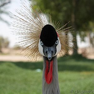crested crane in Bahrain