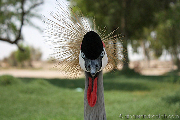 crested_crane