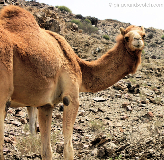 Camel