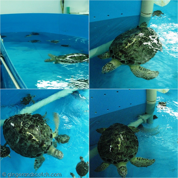 Turtles under Rehab at the Burj