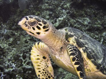 Green Turtle