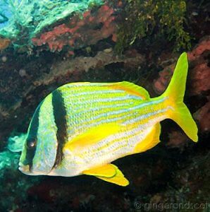 Porkfish in Roatan, Honduras