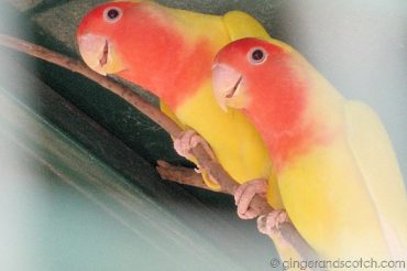 Pretty Love Birds