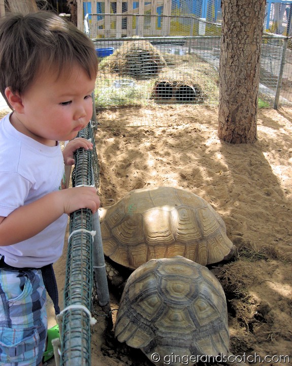 Wee Scotch with the tortoises