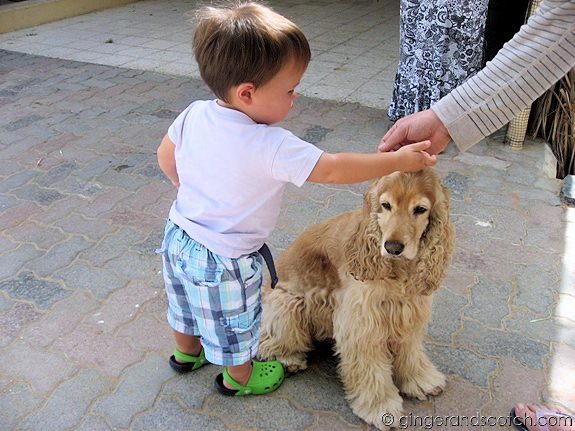 Hello puppy
