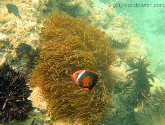 Diving Hoi An Diving Hoi An