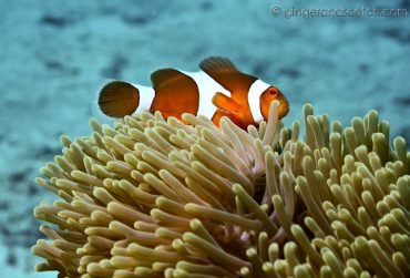 Koh Lanta Scuba Diving
