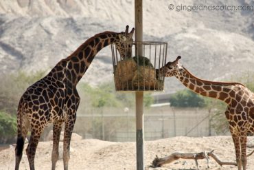 Al Ain Zoo - giraffes