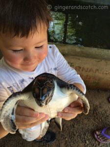 Sri Lanka – Day 2 (Turtle Hatchery and Spice Garden)