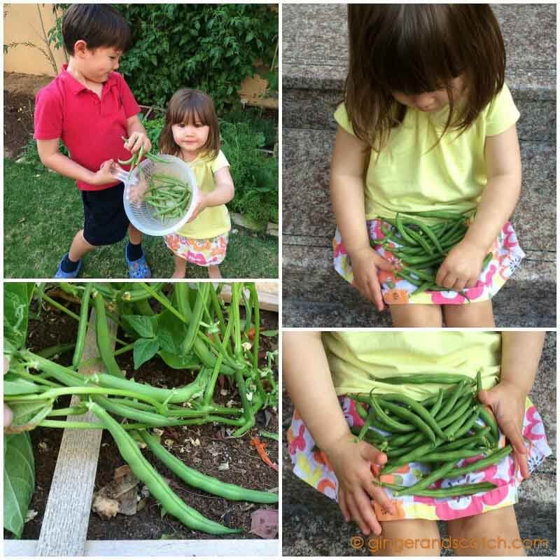 Dwarf Green Beans
