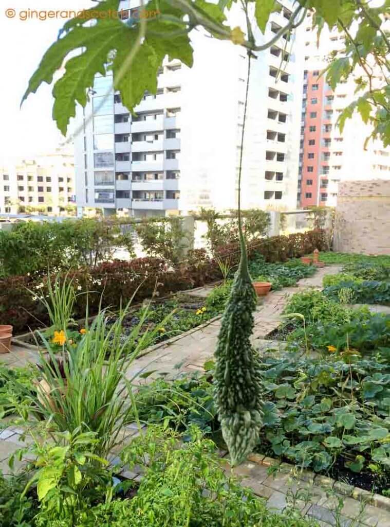 Kids at CommuVolunteer Community Garden in Tecom, Dubainity Garden