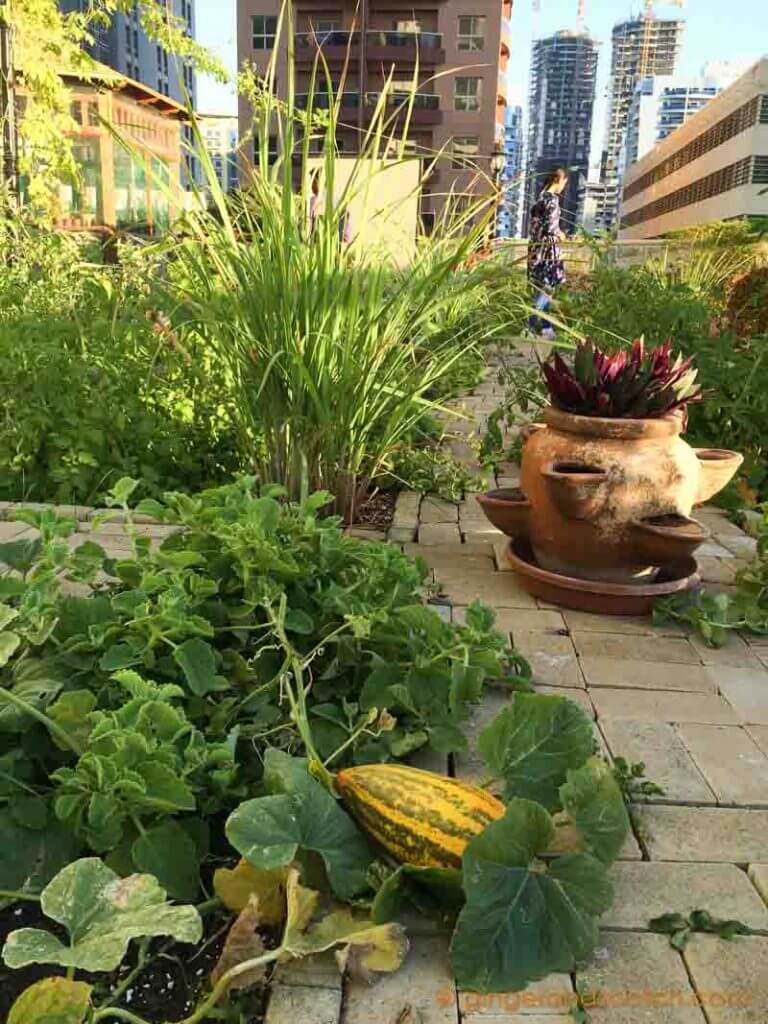Volunteer Community Garden in Tecom, Dubai