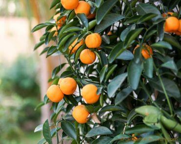 Garden - Mandarin Orange tree