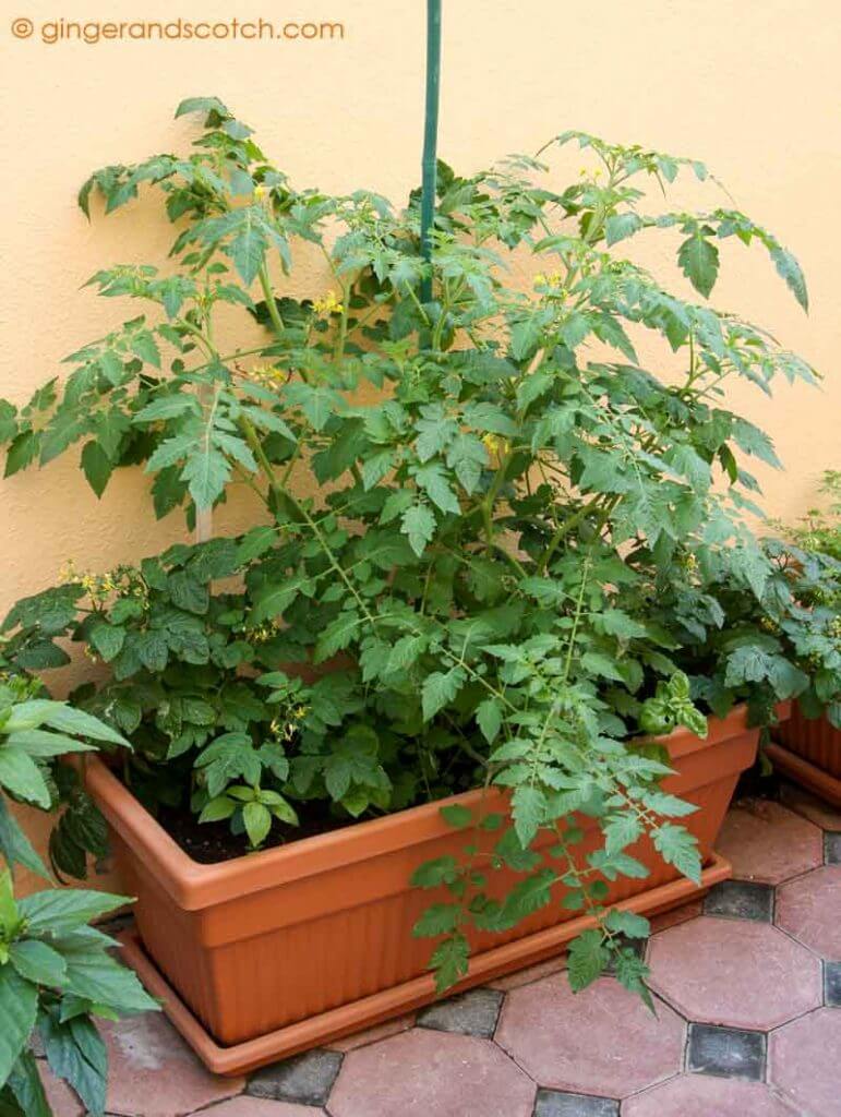 Tomato plants in pot