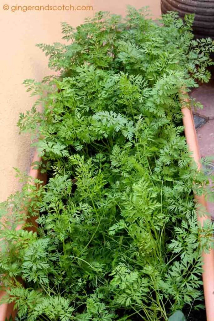 Baby Carrots in Pot