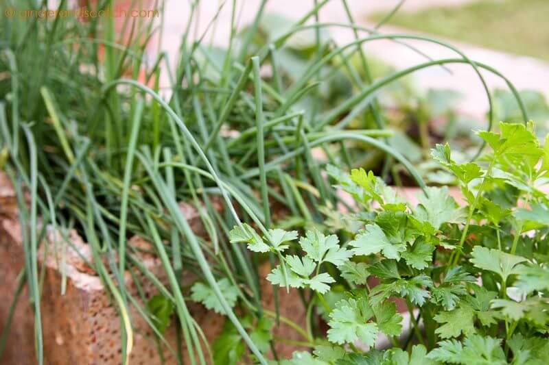 Onion Chives and Parsley