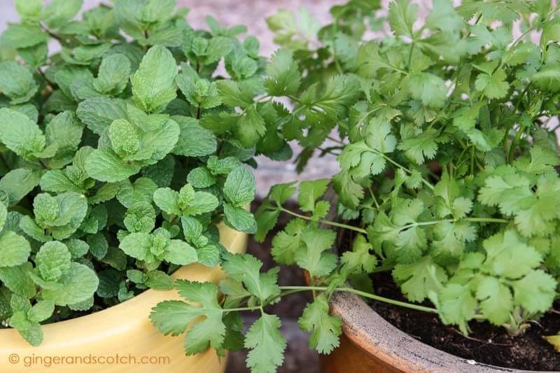 Mint and Cilantro