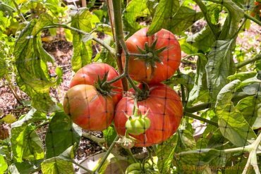 Bird Netting for Tomato Garden