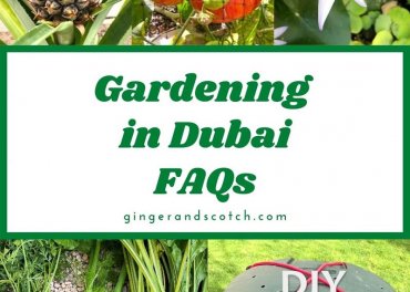 Gardening in Dubai – FAQs